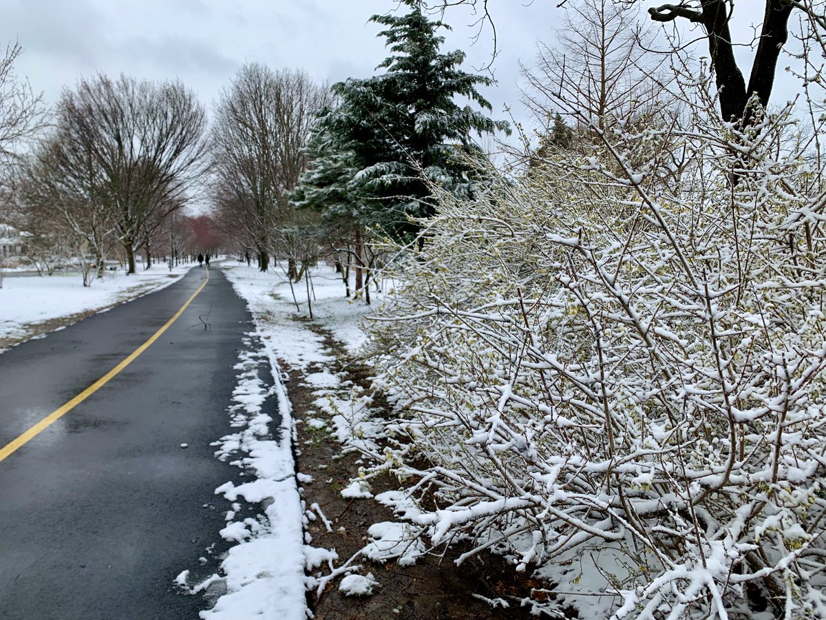 A tale of two surfaces in Arlington’s Bluemont neighborhood—an inch+ of snow on grass, trees and forsythia, but little or no accumulation on pavement.  But for a day, I’ll take it. 😉❄️ #MarchSnow ⁦@capitalweather⁩ ⁦@ARLnowDOTcom⁩