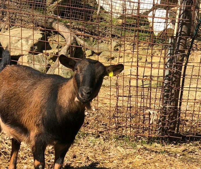 lidbODV's tweet photo. STEPS:

- download the ABILLION app
- SIGN UP with our REFERRAL CODE 👉LEIMPRONTEDELBOSCO
- take pics &amp; review vegan products you bought (even simple ones!) and you get 1$ per review
- donate your credit to one of the non-profits on the list
- Abillion gives us 0.50$ per review! https://t.co/XhcHqlo5X0