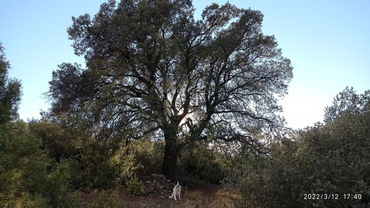 jordialgerri's tweet photo. Bona tarde!!!
Seguim #serramunt, mostrant tresors q tenim
En aquest cas amb una alzina imponent, q ha resistit el pas del temps i les inclemències meteorològiques.
#loColi ens fa de model😅
#ramaderiaextensiva
https://t.co/eRoXuc9M00
#sompastors https://t.co/Y8T0I8R8ug