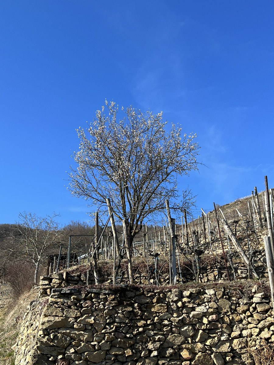 HerrDackel's tweet image. Heute kleine Runde auf einem #Wachauer #Weinberg gemacht🥰