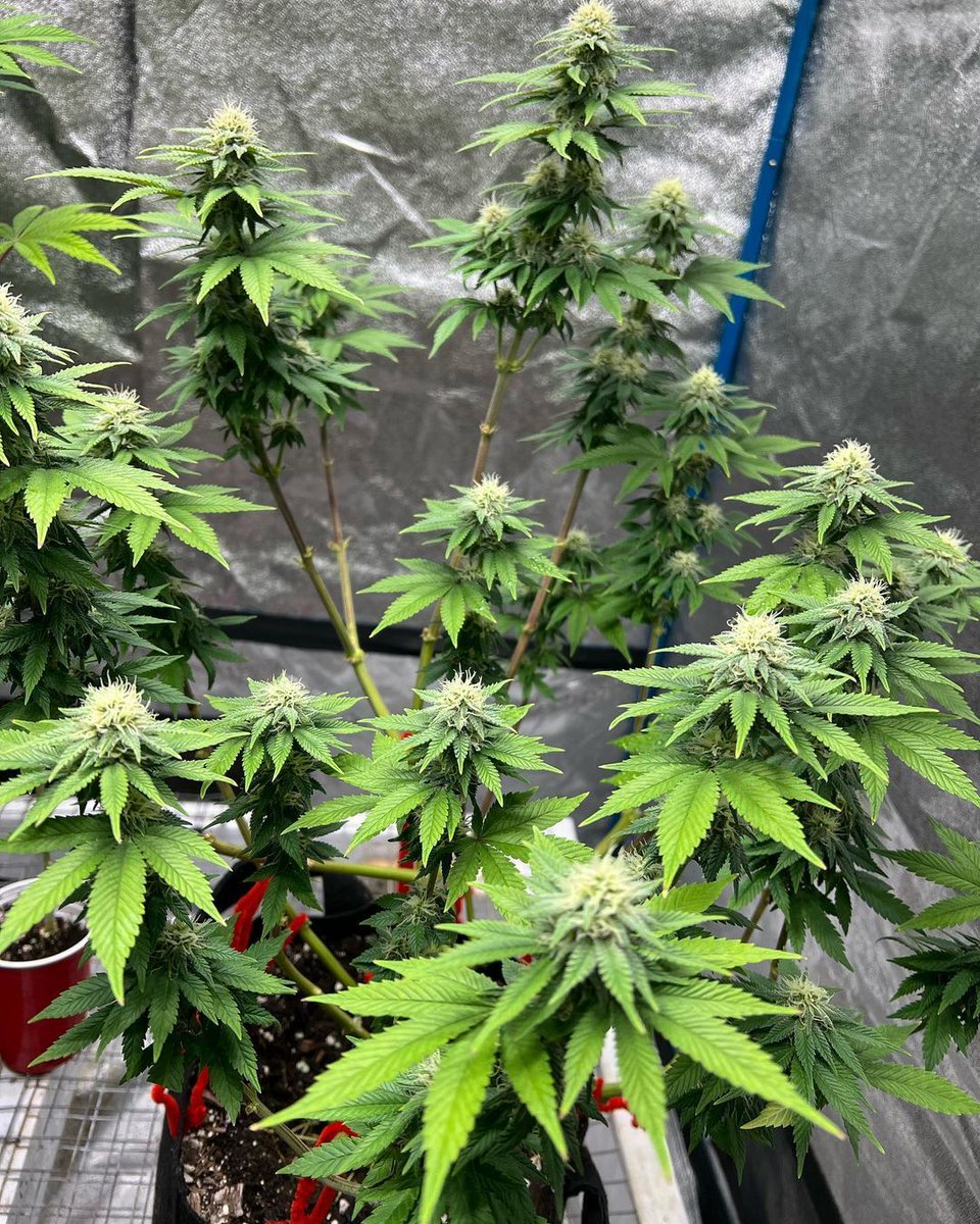 It's hybrid time! ⏰

If you didn't know, Blue Cookies is a cross between Girl Scout Cookies and Blueberry. 🍪This strain can be grown both indoors or outdoors, and has an easy difficulty level. It's a beautiful plant, as you can tell by this photo from @ragedcannabis! 💙