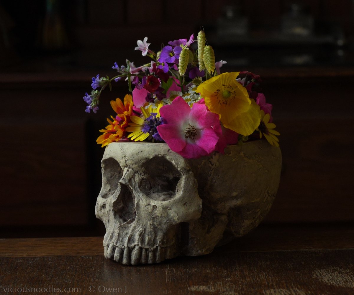 ViciousNoodles's tweet photo. Quality #handmade human #skull replicas, international shipping from UK. Including #candle holders, brush holders and planters. https://t.co/QlErqI407E #goth #horror #fossil #gothic #crâne #schedel https://t.co/1GcVnqGcAn