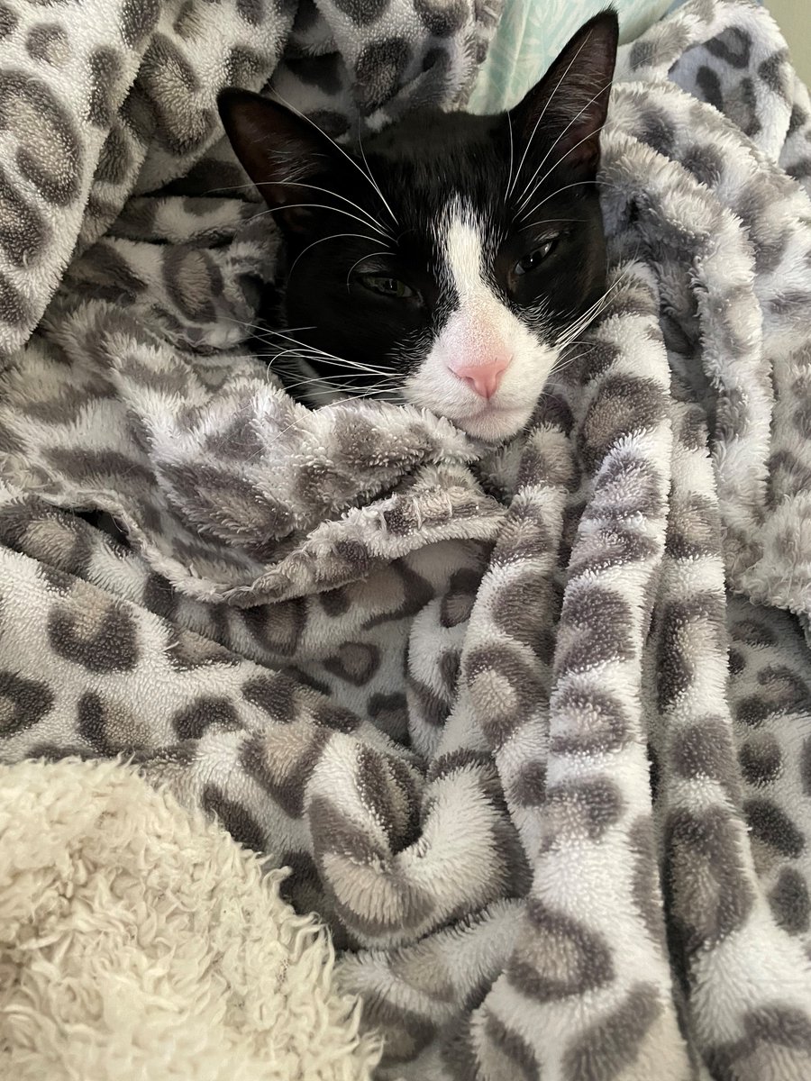 Gigi's favorite snow day activity
#snowday #CatsOfTwitter #Catwoman #caturday #sophnbeanpetcare #BeKindAlways