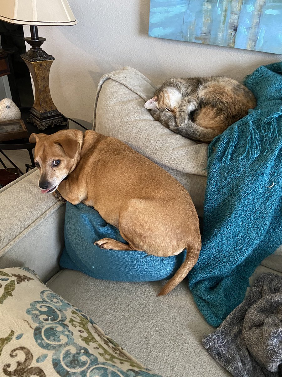 cherylthom04's tweet photo. It’s a lazy Saturday around here since mama isn’t working today! #dogsoftwitter #dogs #LittleLouis #HandsomeHunter #CatsOfTwitter #cats #KiraKat https://t.co/IfpEXQ5MBI