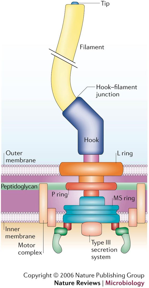 hankgreen's tweet photo. To the people are like "Well, if you expand the definition of doors to include..." let me introduce you to bacterial flagella... https://t.co/eRBk9yD4Co