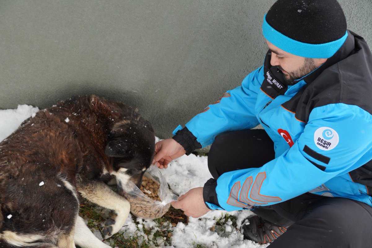 Kar yağışı nedeniyle #İstanbul'daki nöbetlerine devam eden ekiplerimiz, yiyecek bulma sıkıntısı çeken sokak hayvanları 🐾 için şehrin çeşitli noktalarına mama bıraktı.❤️

#İyilikHerYerde
