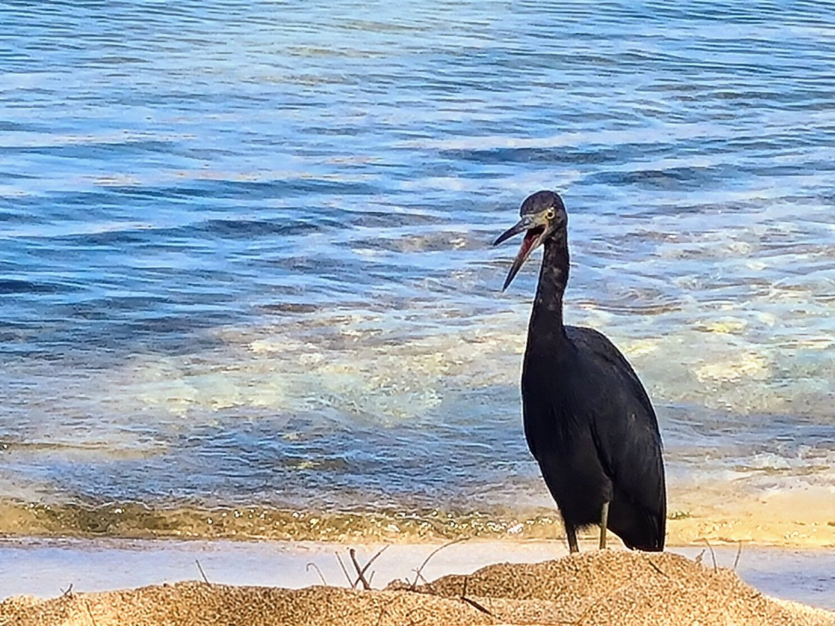 sarahd67's tweet photo. #BirdsSeenIn2022 #birdphotography 
Little Blue Heron is laughing because #birdwatching is so much easier in the Jamaican sunshine 🌞 https://t.co/bbwItzeqDq