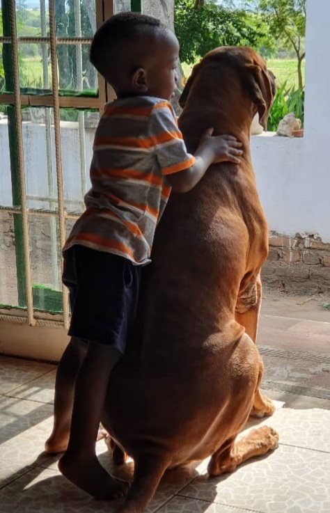 GloriossaC's tweet photo. Is there anything sweeter than a boy and his dog? #Ridgeback #ZimFarmLife #OdziFarms https://t.co/wRU0SYFzB9