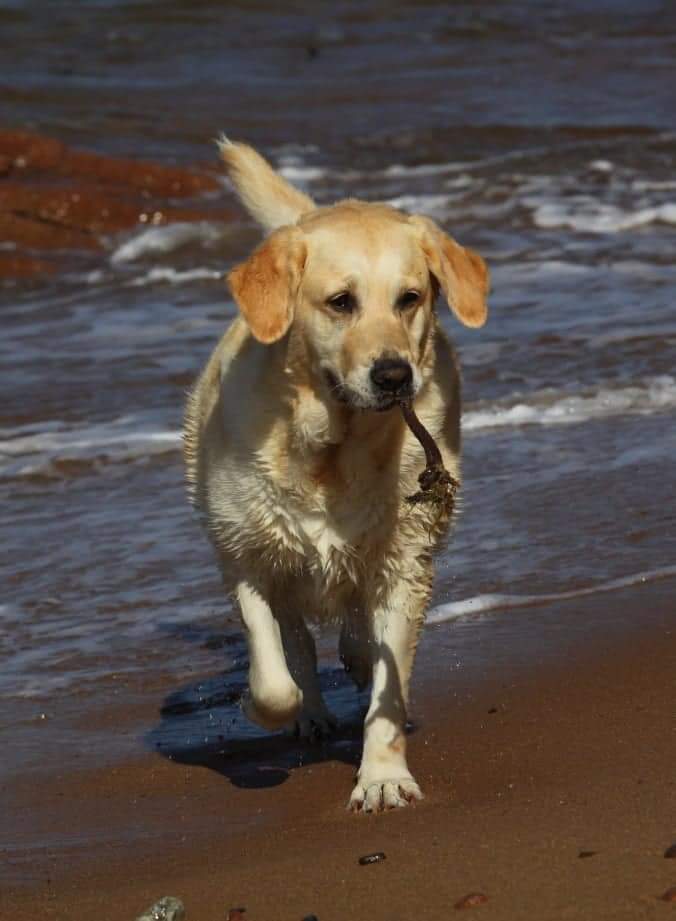 #Crufts our beautiful girl we lost last Sunday. Broken hearted but rejoicing in almost 12 precious years ❤️