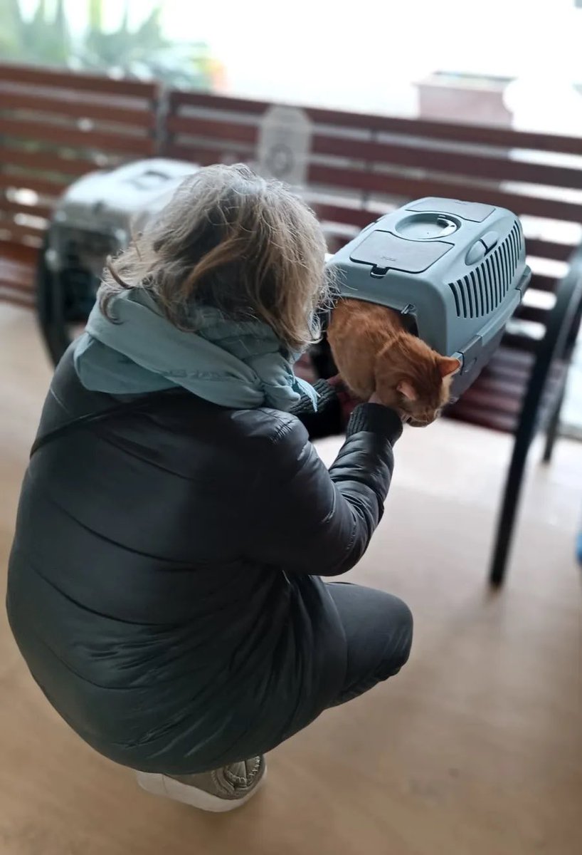enpaonlus's tweet photo. Remi, Elliott e Basho sono al sicuro nel rifugio di Enpa Monza. Li ha portati in salvo Iryna, da Kiev. Costretta a lasciare l’Ucraina, ha portato con sé i suoi gatti. Li ospitiamo volentieri per il periodo di osservazione sanitaria. https://t.co/5EcXjw1izW #RussiaUkraineConflict https://t.co/B9oxYQ0CGZ