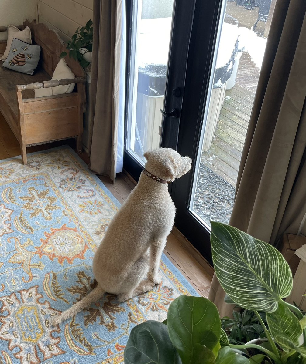 AMHBruce's tweet photo. After a morning romp through the freshly fallen snow, and a long thawing out, Finn looks out on his winter playground, anticipating when he can run again. https://t.co/JrDIUbB4G3
