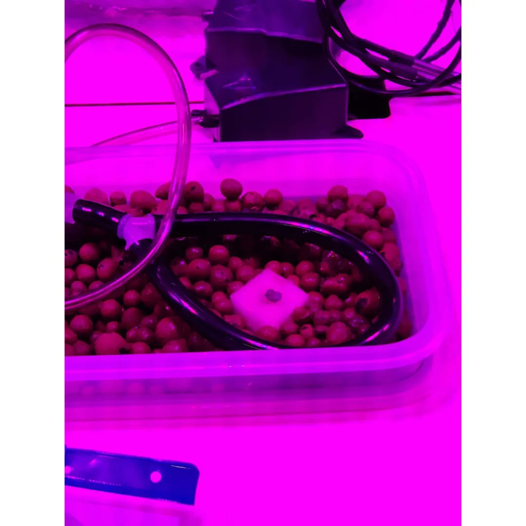 urega3's tweet photo. E chegou o día o Astroplant xa ten as semillas de Albahaca plantadas agora a esperar que  medren,e os nen@s moi emocionad@s!!!!!
@ConcellodeNaron @Depucoruna @FundlaCaixa @CIFerrol 
@UDC_gal 
@CIFerrol @ProyectoGazapo 
@m_riola https://t.co/1YalyKAUzt
