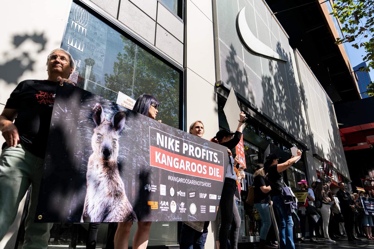 📣GLOBAL PROTEST DAY! 📣🇦🇺🇺🇸
@Nike hears from 100s of Australians today that #KangaroosAreNotShoes! Protests in Portland and NYC happening next! Do better @michelleapeluso! 
@AnimalsAus @animaljusticeAU @AJPNSW @kindnessprojorg @AnimalLibORG @MoveTheWorldAU  @theirturn @nyclass