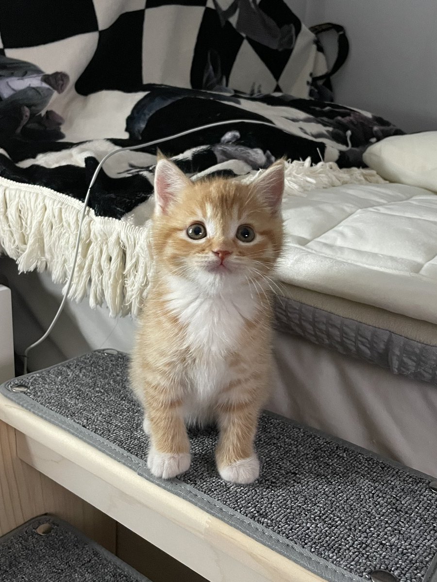 dongggeul's tweet image. 우리 아기고양이 태어난지 200일🤩〰
(사실 열두시 지나서 201일..)