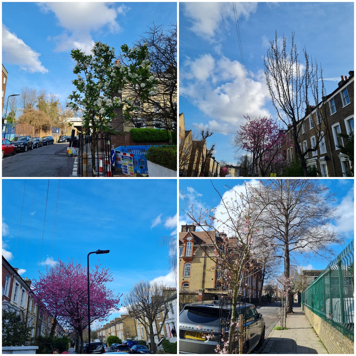 mayorofhackney's tweet photo. This wk we planted our 4000th street tree since 2018, another 1000 in the next month. The new SUDs rain gardens on Windus Rd, follow on from those on Wilton Way & across Hackney these trees, signs of spring & blossom looked stunning.
Even found time for 70 redwoods for the Queen. https://t.co/SGuLZfdJIv