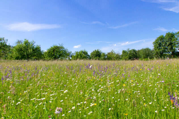 TEGmagazine's tweet photo. Wondering how to create a wildflower meadow in your garden? We’ve got expert answers to your frequently asked questions.    https://t.co/4xRdWez44R

#garden #gardening https://t.co/Bh38APkAON