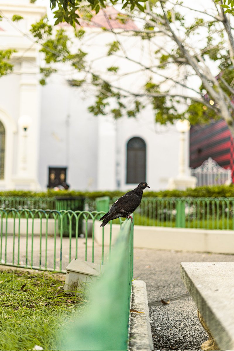 michael45554481's tweet photo. En Ponce hasta las palomas modelan...
.
.
.
#SonyAlpha #lightoom #edit https://t.co/L8m0sQA8kW