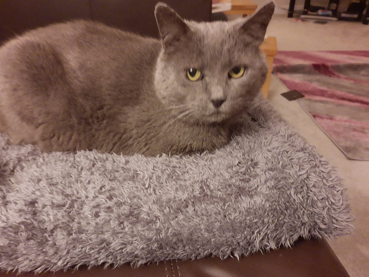 IvanandFelix's tweet photo. Arms length from a Chinese takeaway and not being offered a single bite. 🐾🙀
#CatsOfTwitter #saturdaynight #Caturday #ReadMyFace https://t.co/ngX0djXS8j