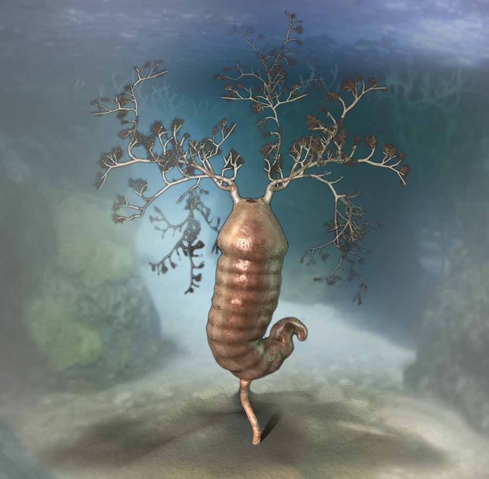 Extinct_AnimaIs's tweet photo. Herpetogaster is an extinct cambroernid from the Middle Cambrian. They had a flexible stalk called a stolon &amp; a huge stomach.

(Credit Quade Paul) https://t.co/bY1ubl7Ioi