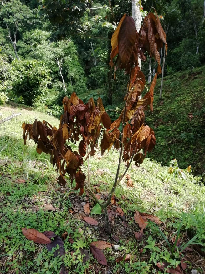 Muerte rápida en plantas de #cacao?  Que relación habrá con los perforadores del tallo? Santander, Colombia