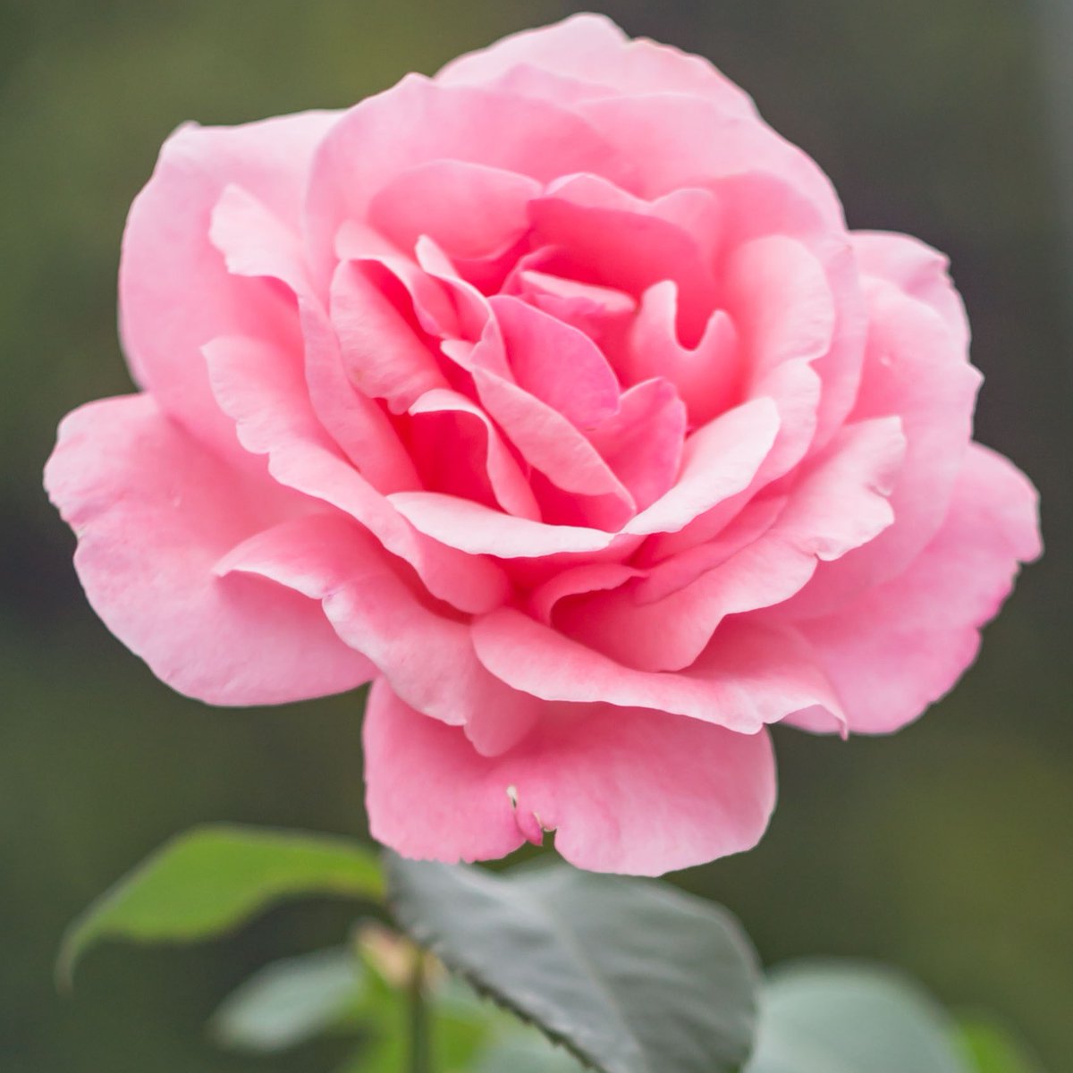 midogtest's tweet photo. They come in many types and colors but are beautiful in their own way. Some flowers have medicinal properties that help heal people. So why not help and plant a few flowers today #plantaflower #midog #midogtest #vetinary #vet #vettechlife #microbiomehealth #microbiome #pethealth https://t.co/tLQzDfzZql