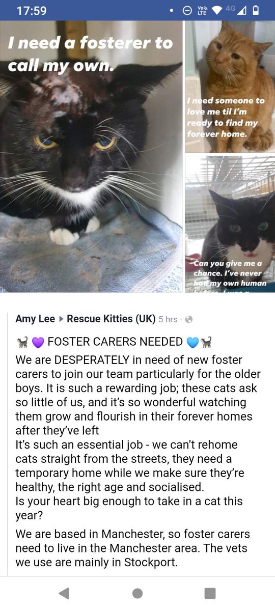MileKitties's tweet photo. If anyone can help, thank you. Foster, don't buy https://t.co/DRUqUiyCet