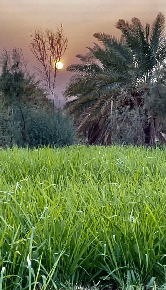Abdull_Alorini's tweet photo. لأصحاب المزارع والإستراحات : مع الغلاء الشديد للأعلاف انصح بزراعة البونيكام بالتنقيط يتحمل ملوحة الماء والتربة ولا يصاب بالأمراض ويعطي انتاجية عالية جدًا 
والبروتين يتجاوز ١٨٪ ،، https://t.co/pIuKgCWt0J