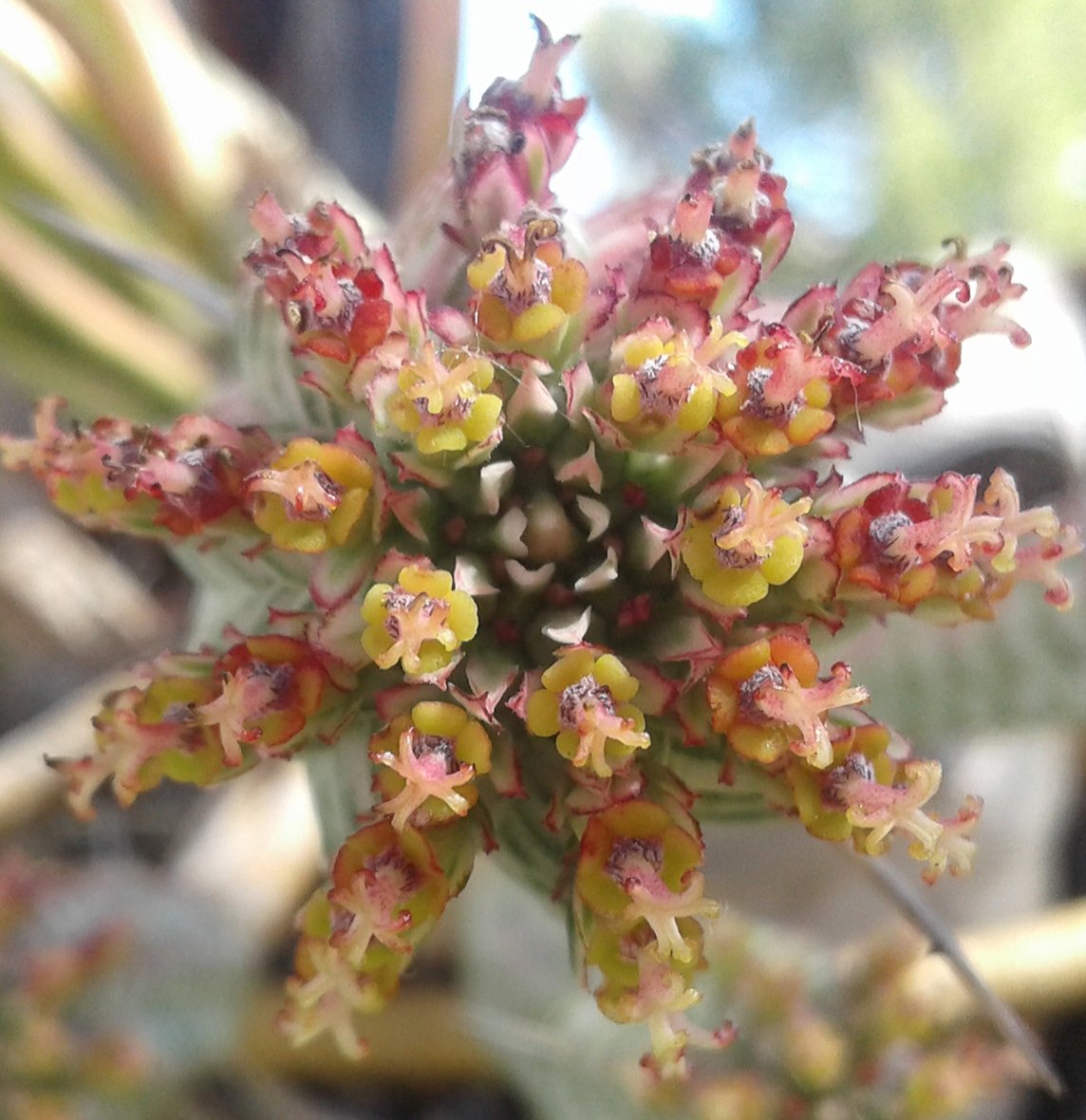 Good morning starshines 🌵🌸☕🚜🌱💫