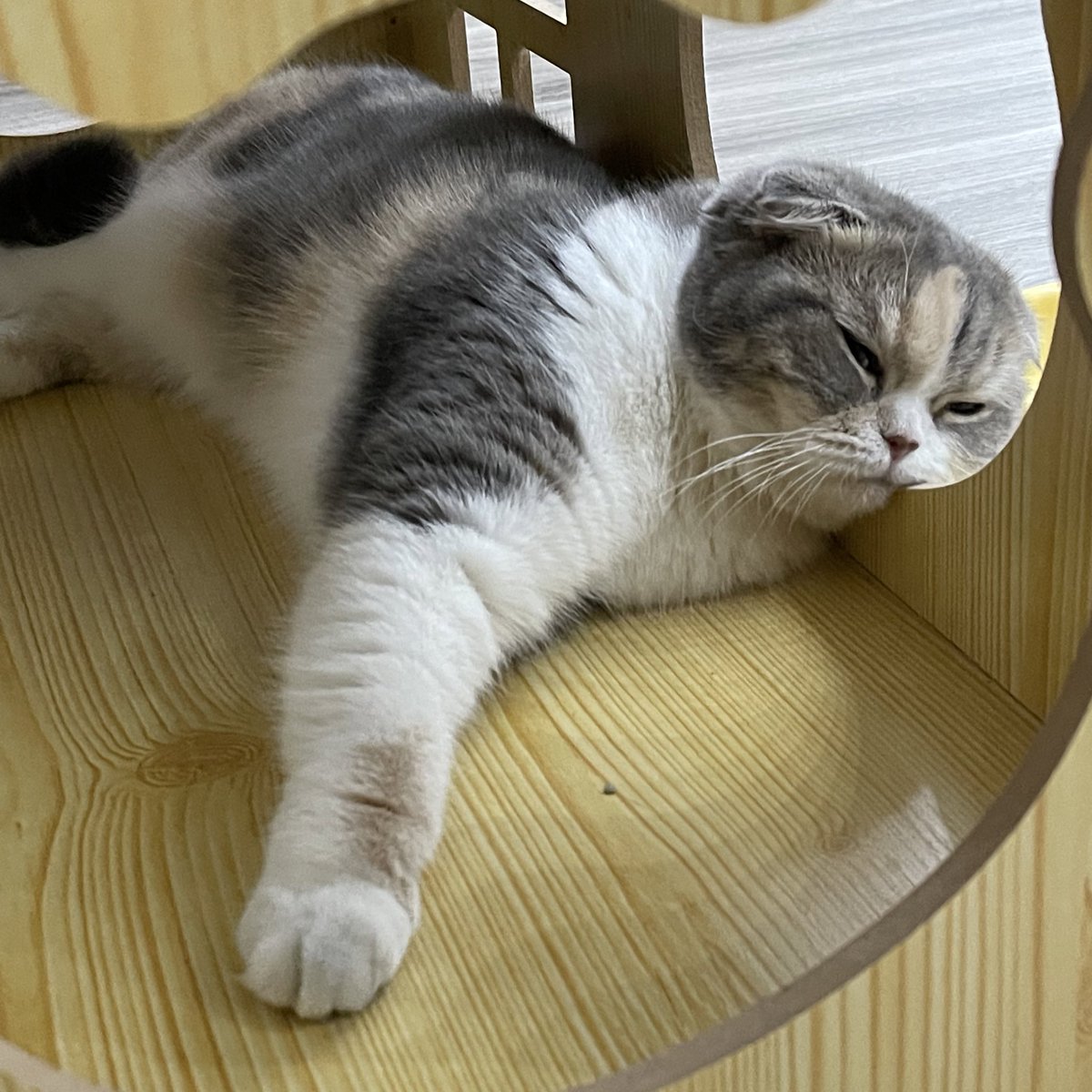 จุดแข็ง:ชอบนอนเป็นเวลา
จุดอ่อน:เวลากลางวันและเวลากลางคืน