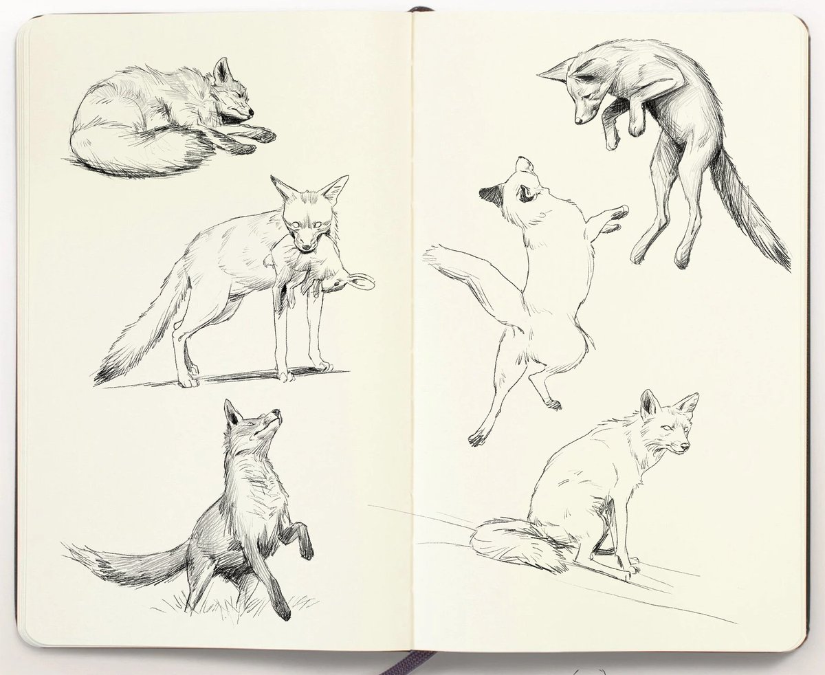 Cats and dogs 