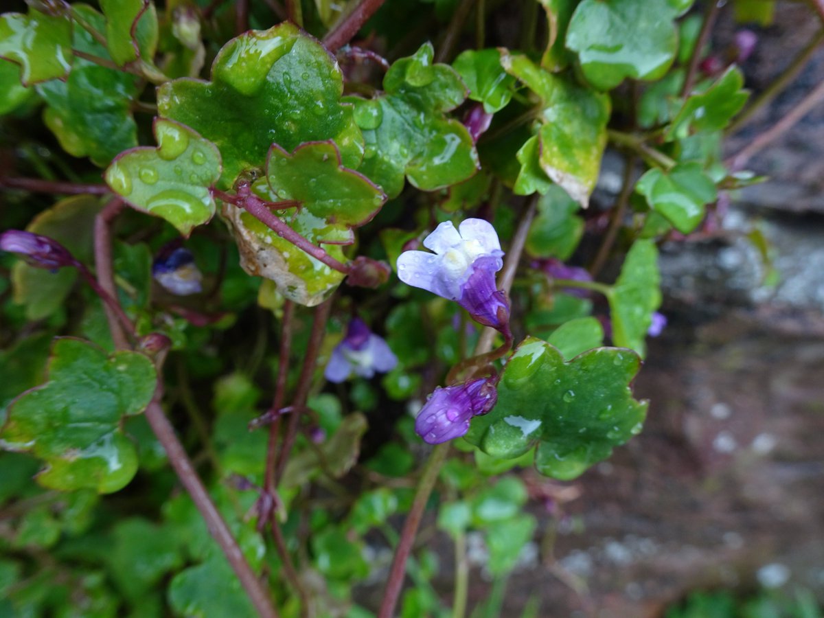 Tufters1's tweet photo. Ivy-leaved Toadflax - Spotted in #Porlock on a very wet Friday 11th March💜💧💚 #Wildflowerhour #ivyleavedtoadflax https://t.co/0tDh4Qh41M