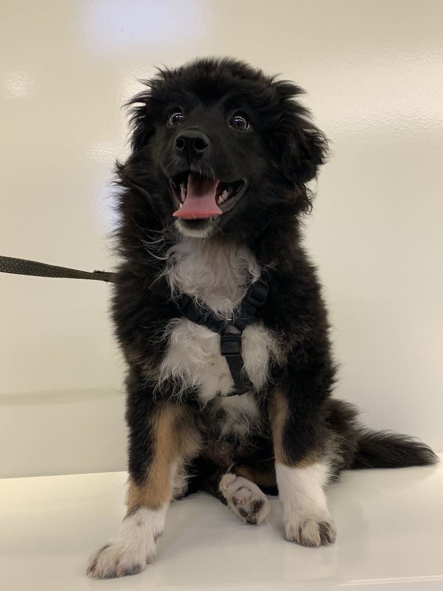 BrigadaBcn's tweet photo. Los días de lluvia son de sofá, manta y pelis. Pero son mucho mejor con compañía y esta bolita de pelo llamada Tom seguro que es una de las mejores💜Está en busca de un hogar, tiene 3 meses y mucho amor que dar. Escríbenos a brigadanimalbarcelona@gmail.com 🏠🐶🐾 https://t.co/sZMOyqs0HW