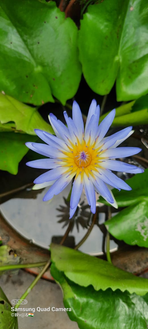 BivasMaiti's tweet photo. ভাসবো যখন শ্যাপলা হয়ে
দুঃখ নদীর জলে,
ফিরবো না আর,ডাকবে যতোই
নানান রকম ছলে।
চাইবো না আর পেছন ফিরে
অশ্রুজলে রইবো ঘিরে,
করবো আড়াল কষ্টগুলো
বুকের গহীন তলে!💙💗💜💛
                  #সখের_ফটোগ্রাফি https://t.co/FtKYZKtpC4