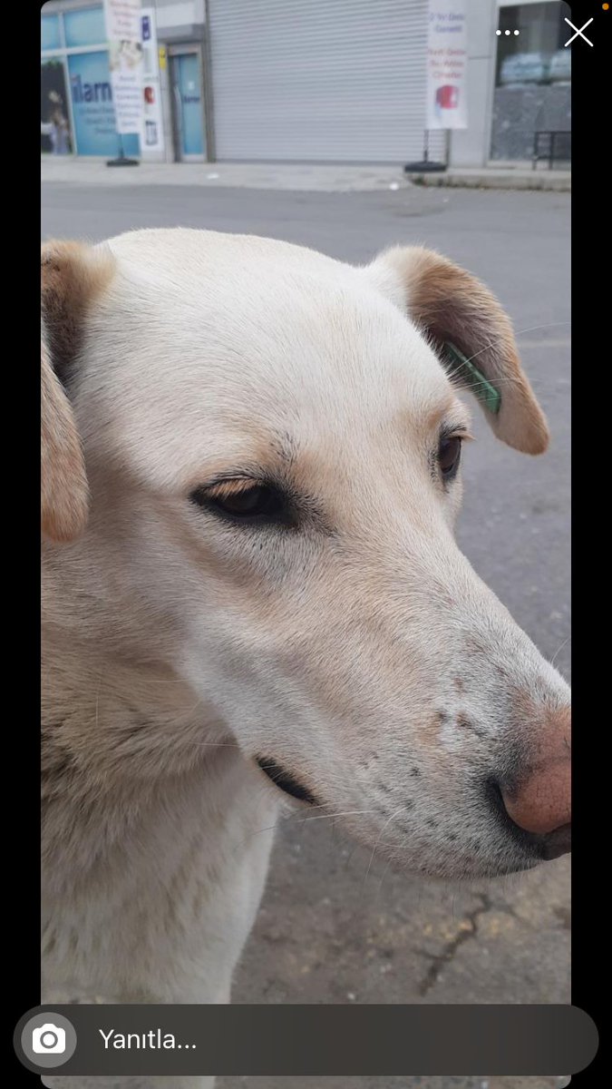 Sancaktepe belediyesi
Köpeği saldiriyor bahanesi ile alıp kanunsuzca barinaga kapatmistir.
Ne ısırık raporu ne saldırı yok.
Belediyeyi aradık, sabıkalı kopek diyorlar bu çocuğa.
Küpeli kısır hayvanın yerine bırakılması icin paylaşabilir misiniz? 
@birpatider