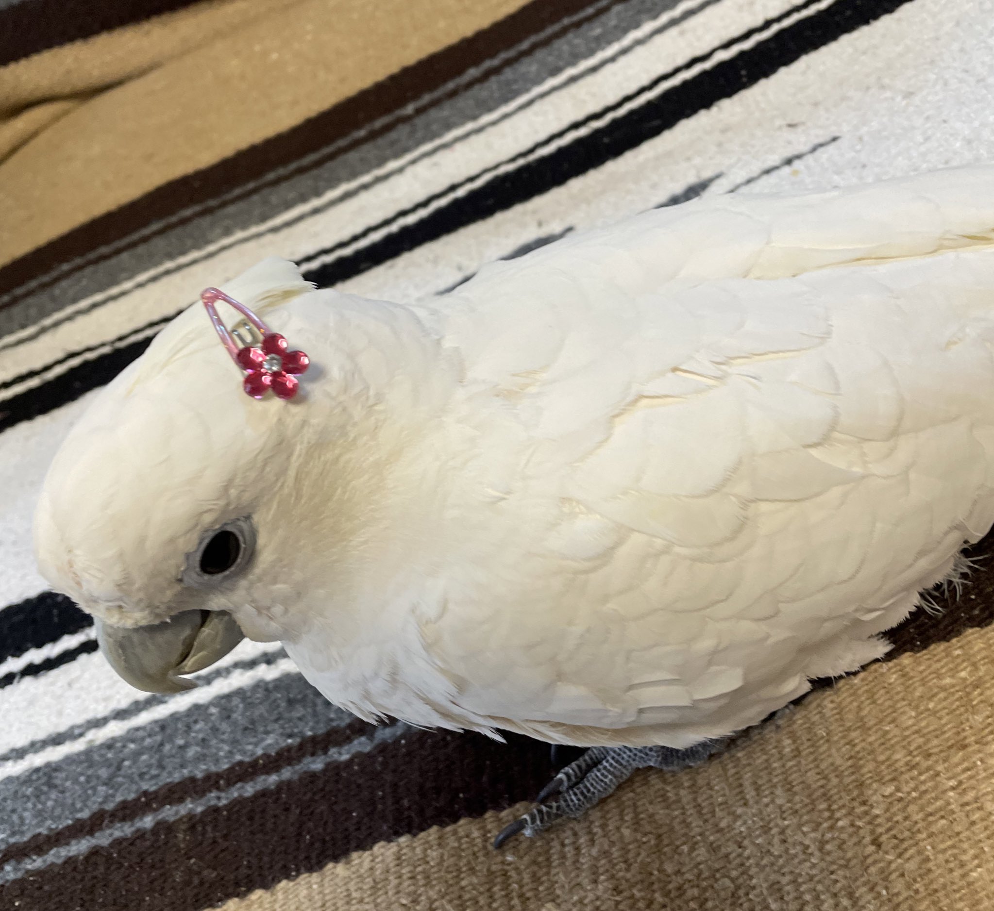 ｿﾛﾓﾝｵｳﾑ Twitter Search Twitter