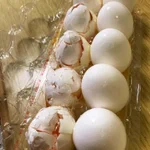 冷蔵庫を開けると、無造作に突っ込んでいた卵パックが落下!これはセーフなのか？？