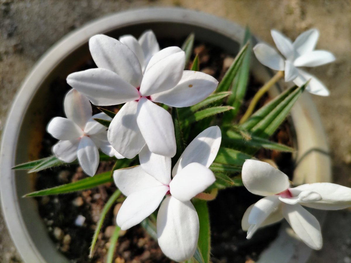 Satochan アッツ桜 ロードヒポキシス 4 5月 南アフリカの原産の半耐寒性の球根植物 花弁は6枚あり 見た目雄しべ 雌しべがないように見えるけど 真ん中のくぼんだ所にある 赤 ピンク 黄色 白色 八重咲き品種もある 小さくて可愛らしい花が