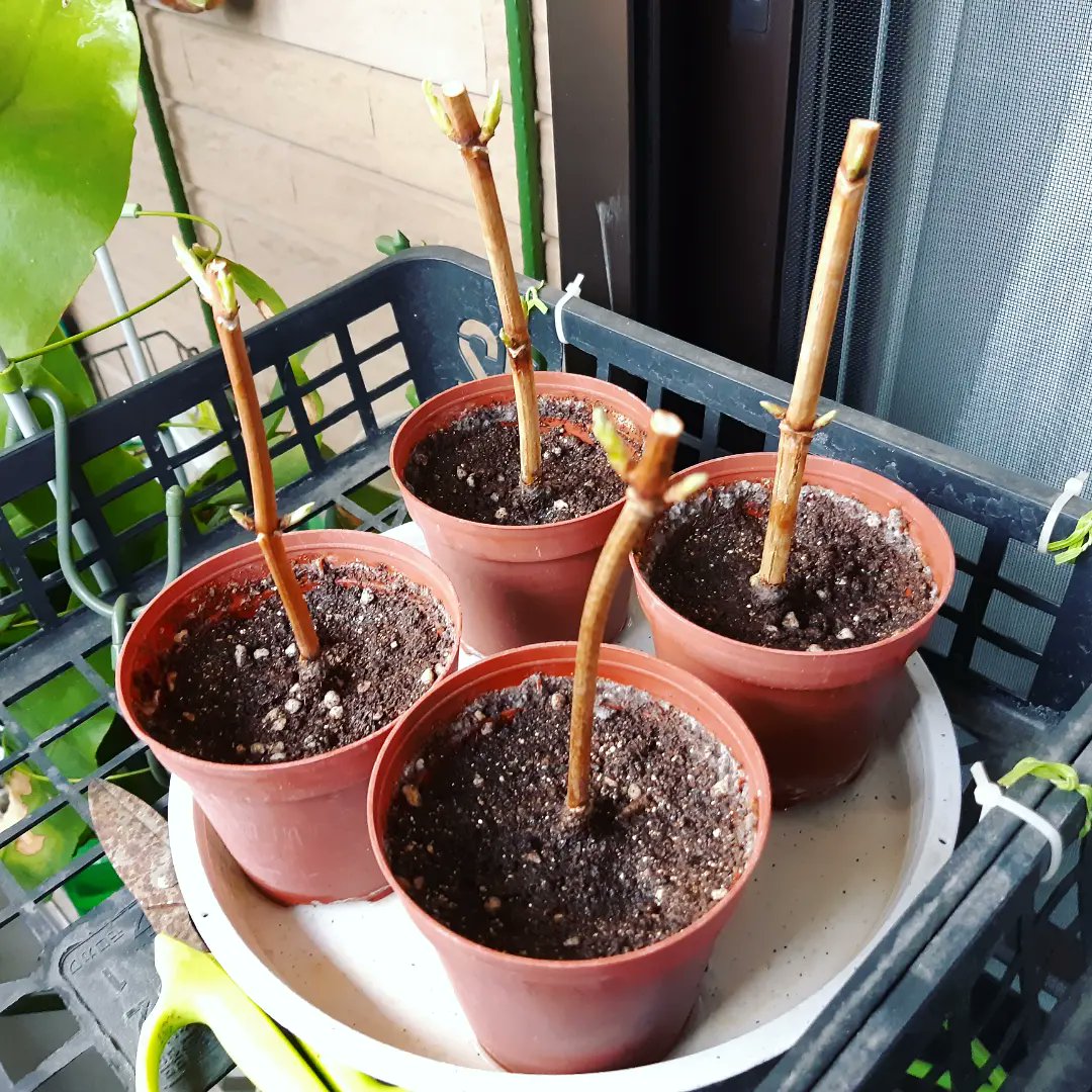 カツ フラワー Katsuflowera Twitter