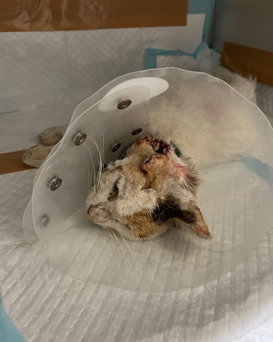 dante_animal's tweet photo. 緊急保護して入院させた桜ちゃん。耳から喉まで穴が空いて壊死していた。先生は傷口を縫って、輸血して、静脈点滴で抗生剤を２種類流しいているが、もう敗血症の状態でとても厳しい・・

早い段階だと癌は治療ができるもの。お願い、近所で顔が崩れ始めた猫を見かけたら、どうか病院へ連れて下さい🙏 https://t.co/girXOhwxY5