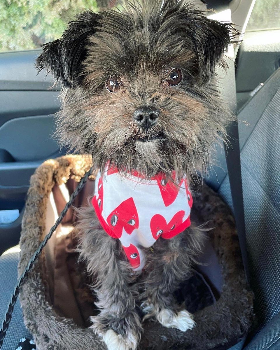 CIBjornstad's tweet photo. My boy can’t get any cuter!!! ❤️ https://t.co/tkK2enhUnN