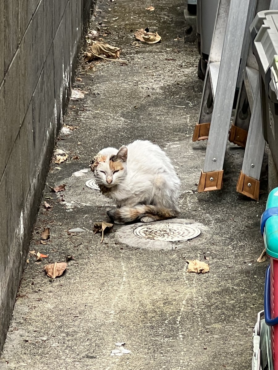 dante_animal's tweet photo. 緊急保護して入院させた桜ちゃん。耳から喉まで穴が空いて壊死していた。先生は傷口を縫って、輸血して、静脈点滴で抗生剤を２種類流しいているが、もう敗血症の状態でとても厳しい・・

早い段階だと癌は治療ができるもの。お願い、近所で顔が崩れ始めた猫を見かけたら、どうか病院へ連れて下さい🙏 https://t.co/girXOhwxY5