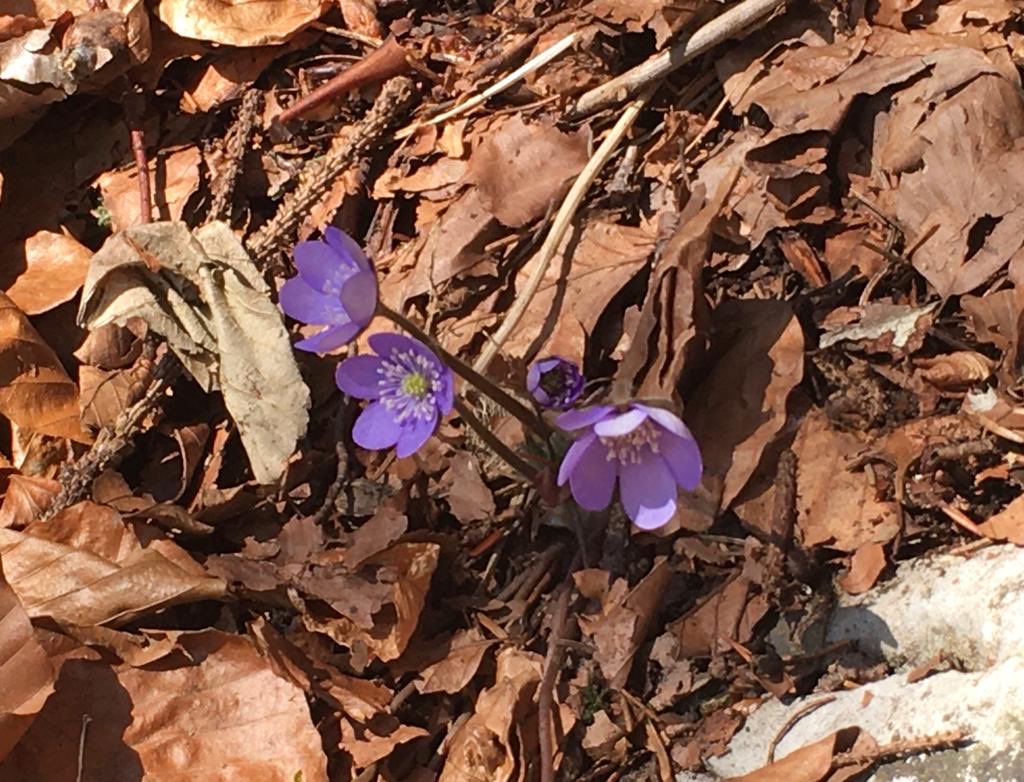 ZahnarztLudwig's tweet photo. Der #Pflanz-eine-Blume-Tag findet jährlich am 12.  März statt ☀️#Zeit für die ersten #Taten im #Garten 🌱und die #Natur macht es uns vor und die schönen #Frühblüher kommen aus der Deckung, so wie diese schönen #Leberblümchen https://t.co/iUoEmzIBwz