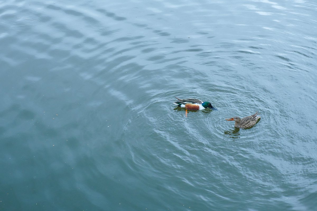 luminarydiary's tweet photo. Northern Shovelers
🔶
#NorthernShoveler #waterfowl #bbcwildlifePOTD #BirdsSeenIn2022 https://t.co/yJufuDpudH