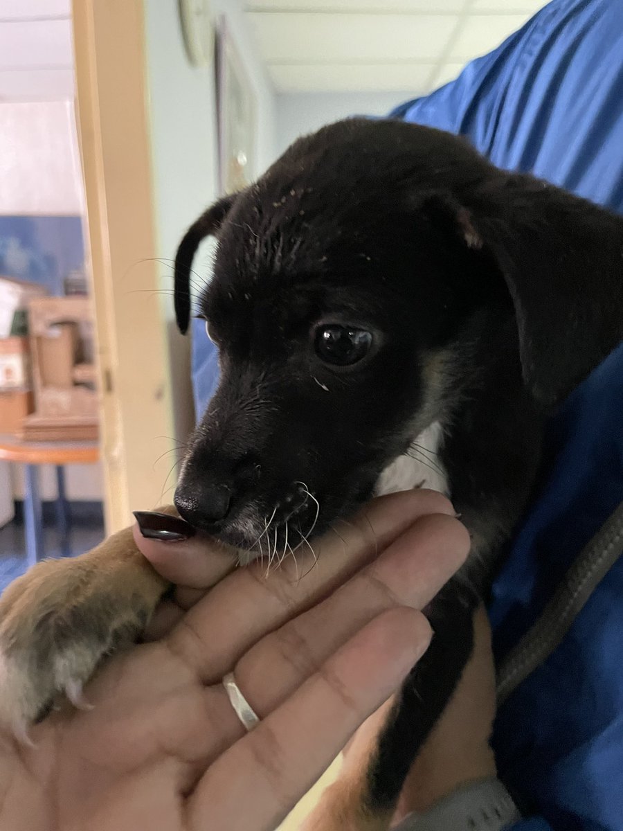 soycarlyana's tweet photo. LOS PERRITOS MERECEN MÁS!🐶
Recorrimos distintos refugios de animales en Caracas con la intención de llevar una pata amiga a nuestros peludos más vulnerables.

Es URGENTE una legislación que los proteja y acompañe. 

Para @JCambiemosMC es prioridad el bienestar de los animales. https://t.co/op6tHhxsOx