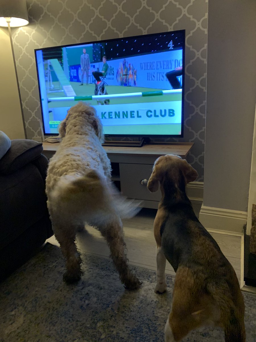 wexfordwolves's tweet photo. Rosie the Labradoodle with Sister Daisy the Beagle loving #Crufts2022 here in Ireland https://t.co/25OcuP1HhW