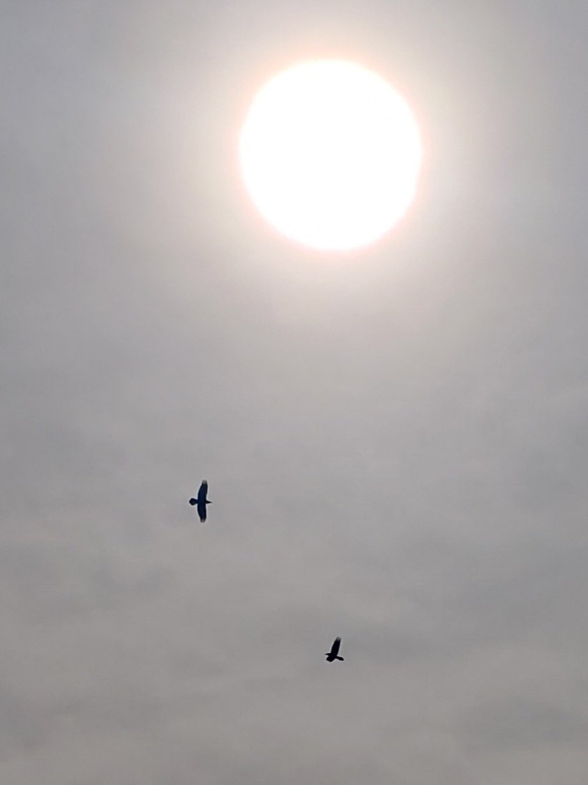 ConsciousCassi's tweet photo. “Thou,#sun, art half as happy as we,
In that the world's contracted thus.
Thine age asks ease, and since thy duties be - To warm the world, that's done in warming us.
Shine here to us, and thou art everywhere; This bed thy center is, these walls, thy sphere” - The Rising  Sun🌞 https://t.co/sn4B66ro6J