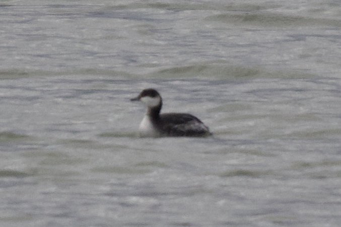 trackingthewild's tweet photo. Digiscoping with our new Opticron kit 😀 Very chuffed with two new lifers, a Smew and a Horned Grebe 👏

@opticronuk #digiscoping #birding #wildlife #wildlifephotography https://t.co/NZgbdxWHdT