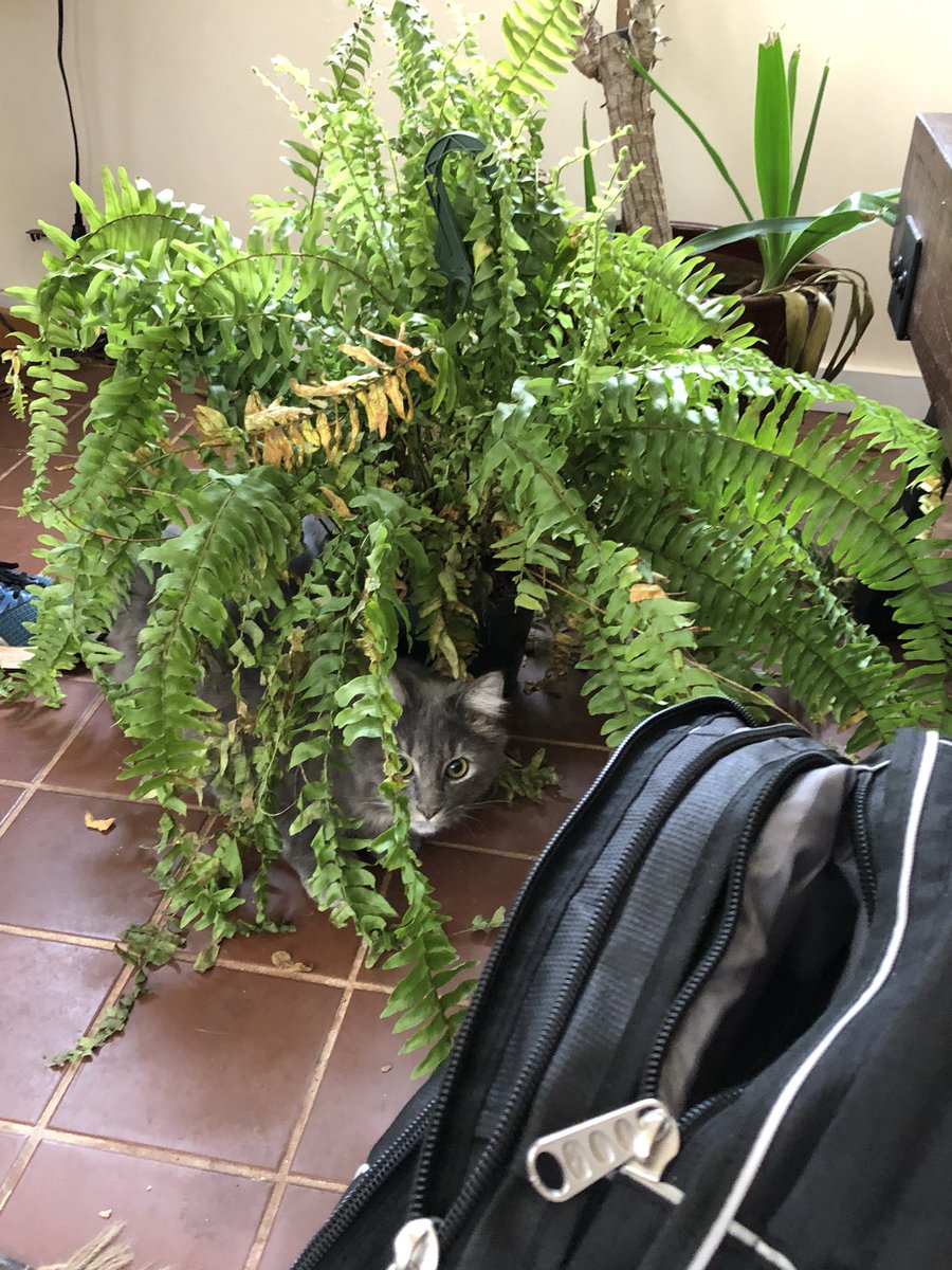 Harvey understands he is totally invisible in the forest. #camouflage #ambush