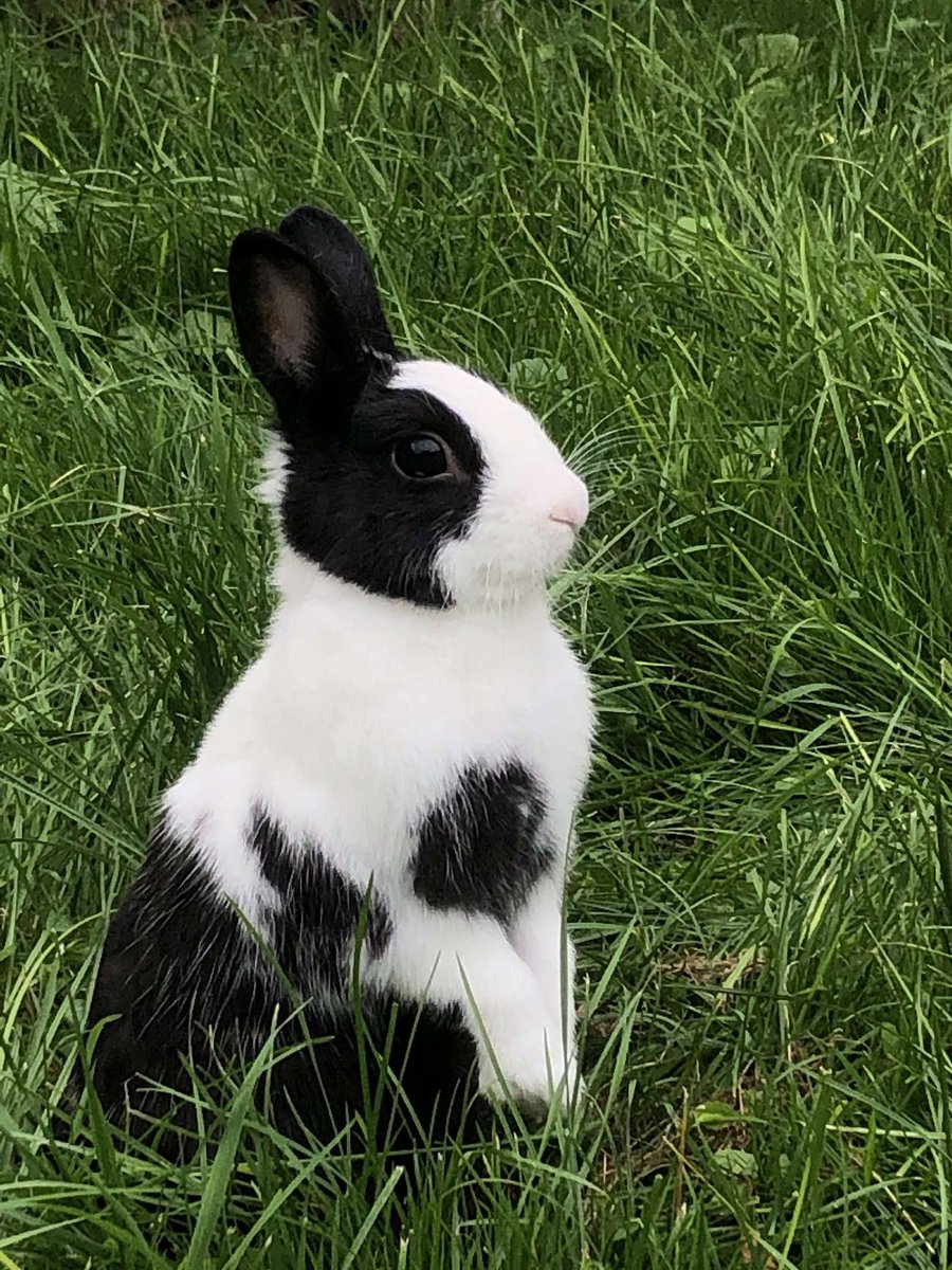 Je lance une alerte svp retrouver pinpin il est perdu au niveau de Merville au Bois..
