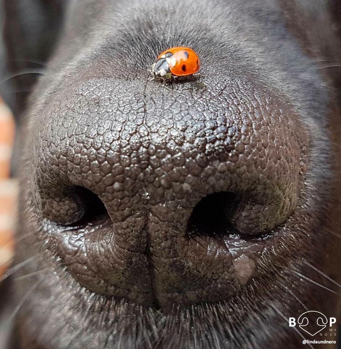 Boop 👆
📷: @lindaundnero
🐶: Black Labrador Retriever
#boopmynose
